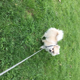 Doggo profile