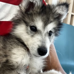 Nalla profile