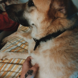 Tiziano profile