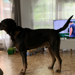 Kaizer profile
