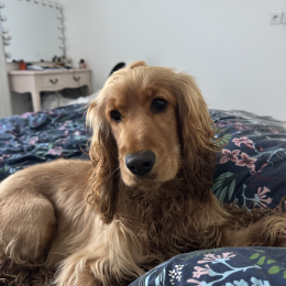 Twilly profile