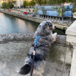 Ollie profile