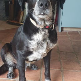Mack profile