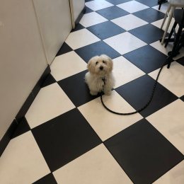 Paco profile