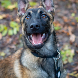 Orka profile