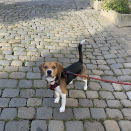 Serge profile