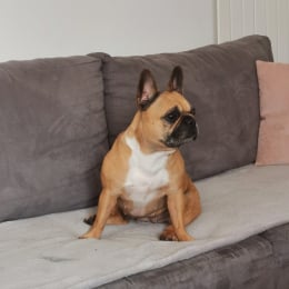 Boulette profile