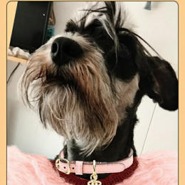Pépite profile