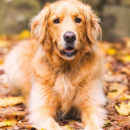 Monsieur lmbert profile