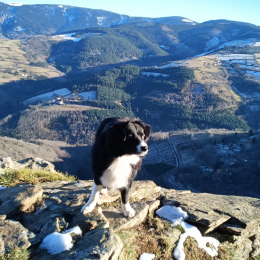 Sirius profile