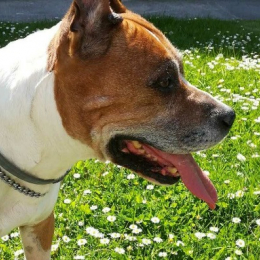 Cedric profile