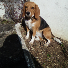 Lilas profile