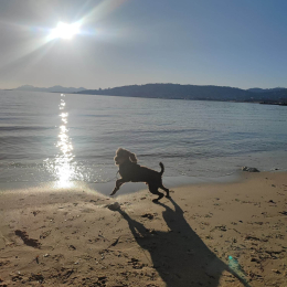 Doggo profile