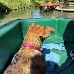 Tia profile