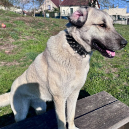 Melda profile