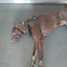 Rosco profile