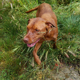 Scooby profile