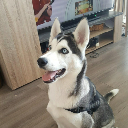 Kinzo profile