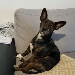 Yoda profile