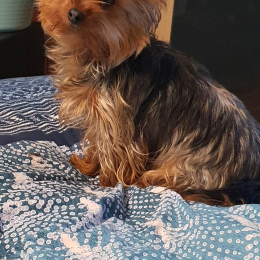 Rosie profile