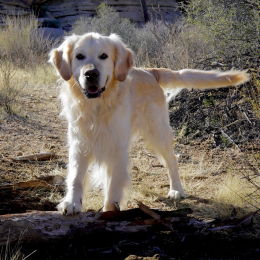 Milo profile