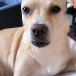 Nala profile