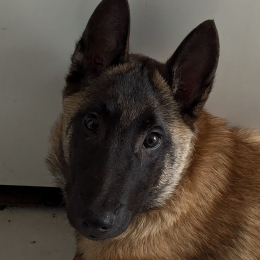 Arès profile
