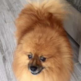 Caramel profile
