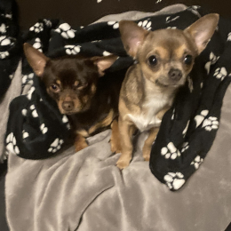 Pirate et tina profile