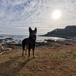 Onyx profile