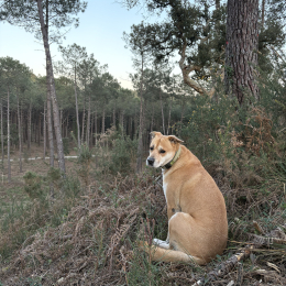 Gipsy profile
