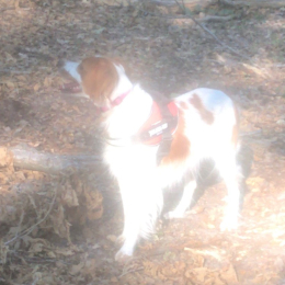 Lucifere profile