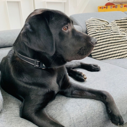 Jack profile