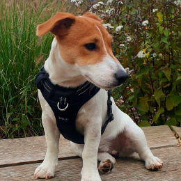 Doggo profile