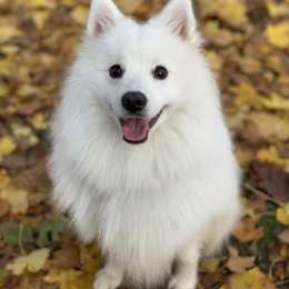 Yuki profile
