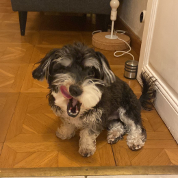 Toby profile