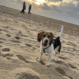 Bob profile