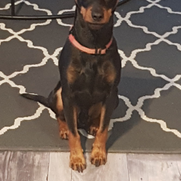 Meïko profile