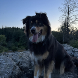Taïga profile