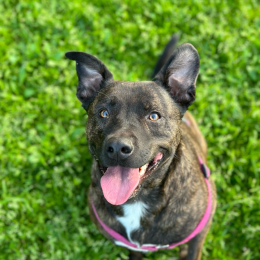Kali profile