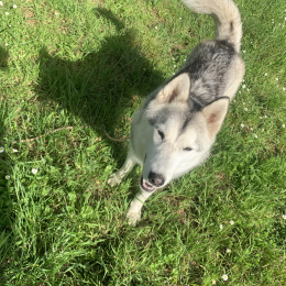 Urka profile