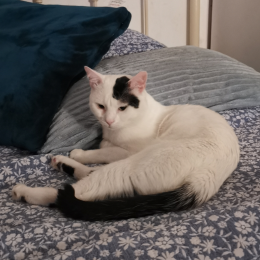 Bianco profile