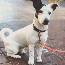 Micky profile