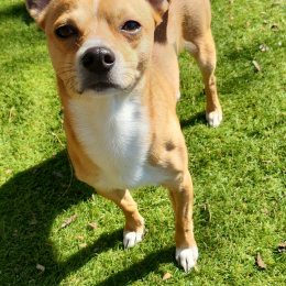 Descouture sylvain profile