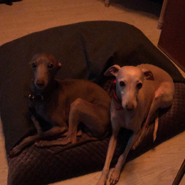 Indy et lolly profile