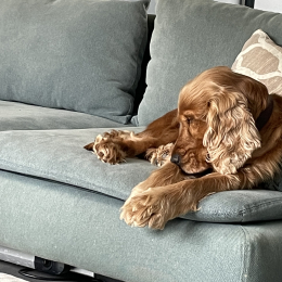 Megane menard profile