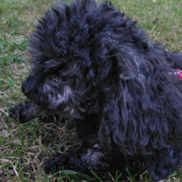 Zoé profile