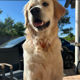 Simba profile