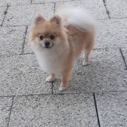 Noisette profile