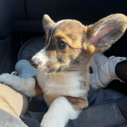 Dumbo profile
